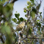 Birds and Birding: Zapata sparrow