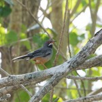 Birds and Birding: Red-legged thrush