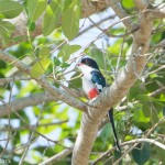 Birds and Birding: Cuban trogon