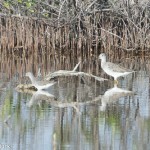 Birds and Birding: Greater and Lesser yellowlegs
