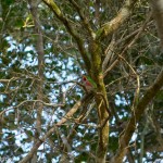 Birds and Birding: Cuban tody
