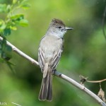 Birds and Birding: La Sagra's flycatcher