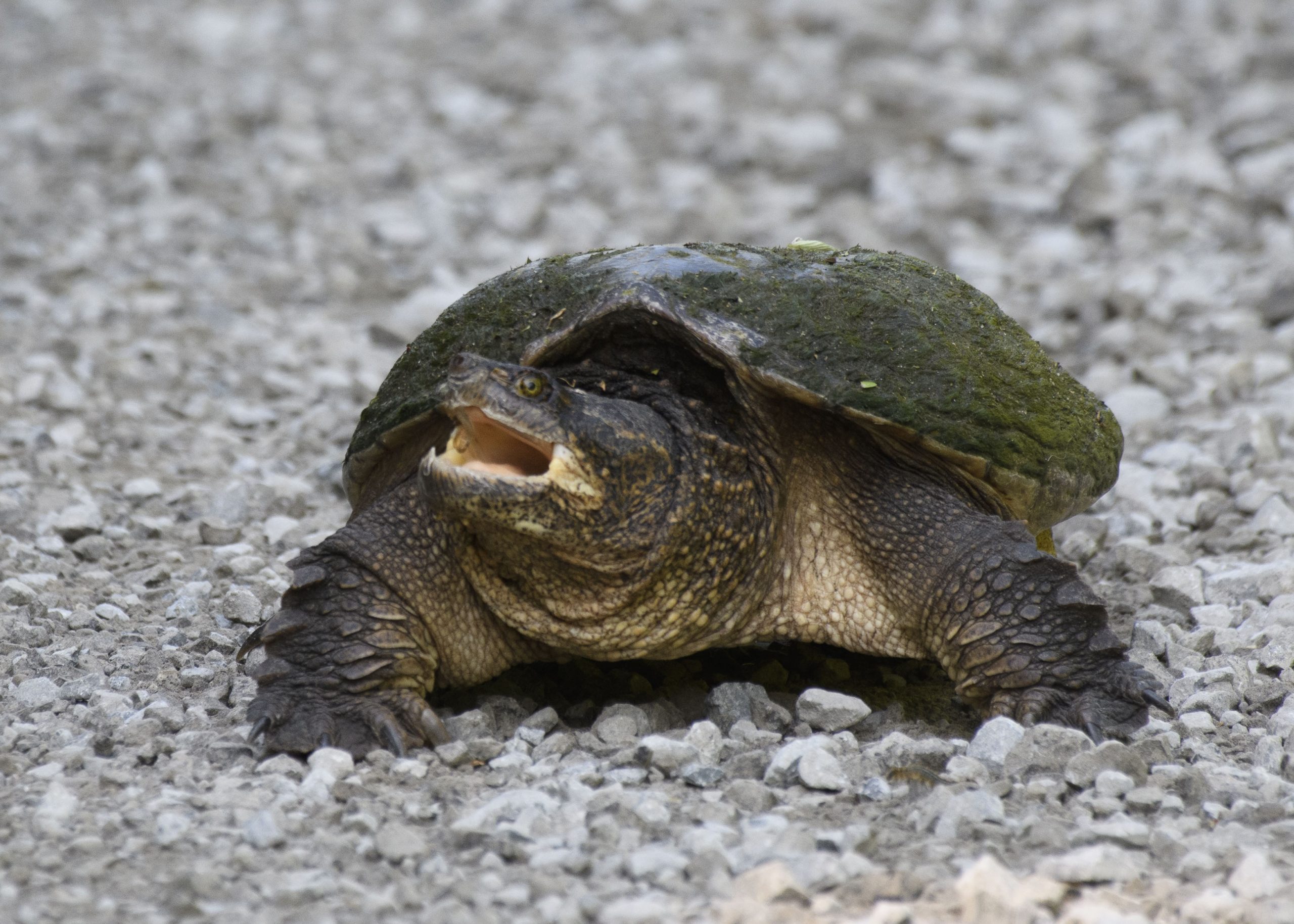 Shutter Speed - Wildlife Photography Tips #2 - On the Plus Side