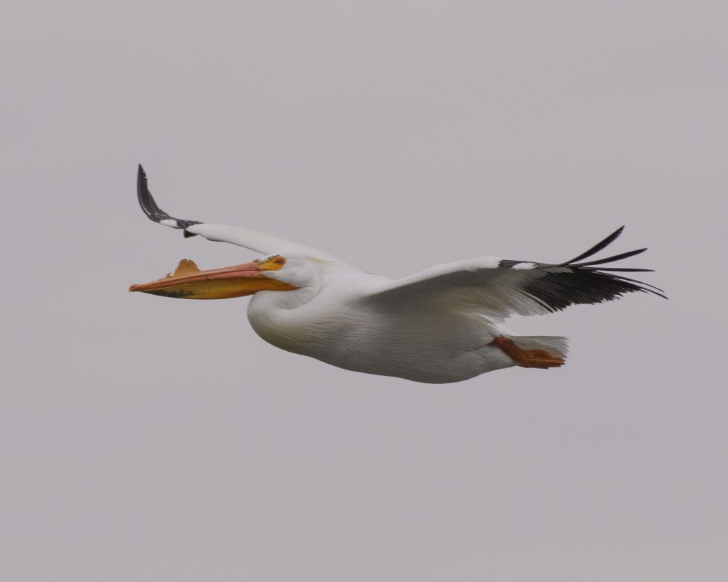 Bird of the Day - American White Pelican