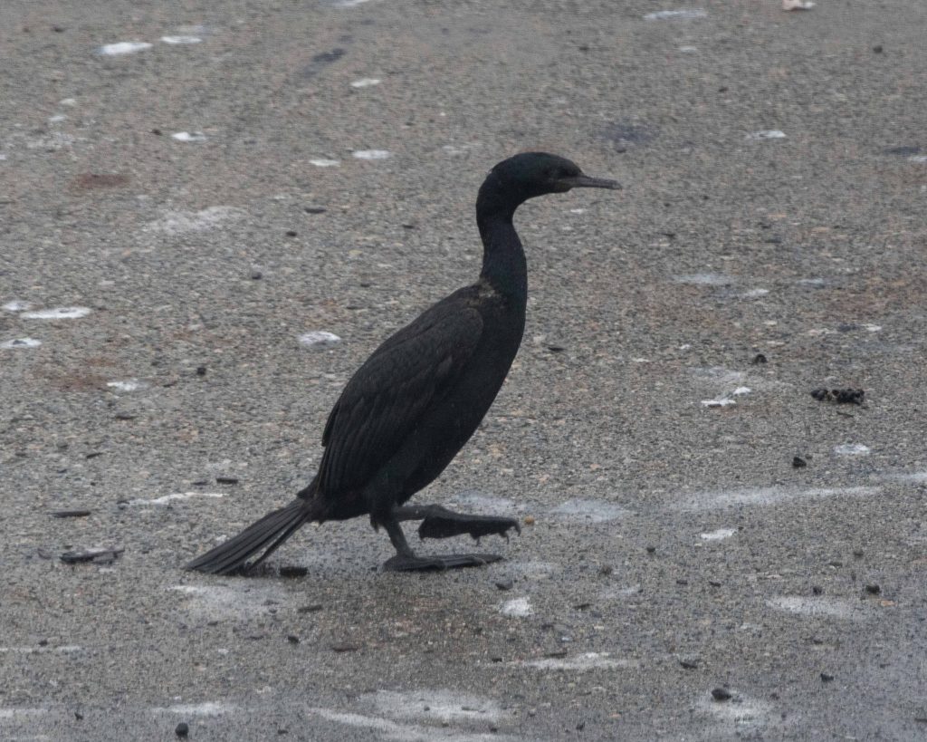 Vancouver Birding - Pelagic Cormorant