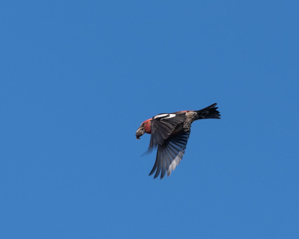 White-winged Crossbill absconds with a prize. Algonquin Provincial Park, 18 Feb 22. - 1000 Birds